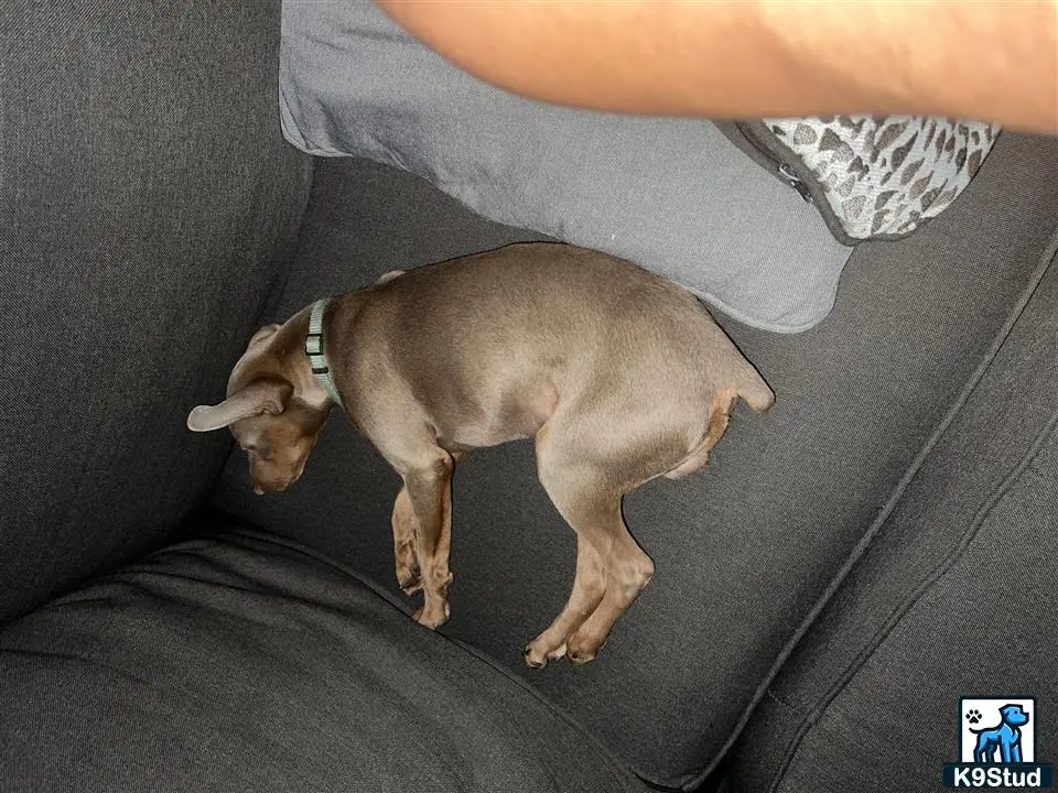 a miniature pinscher dog lying on a persons lap